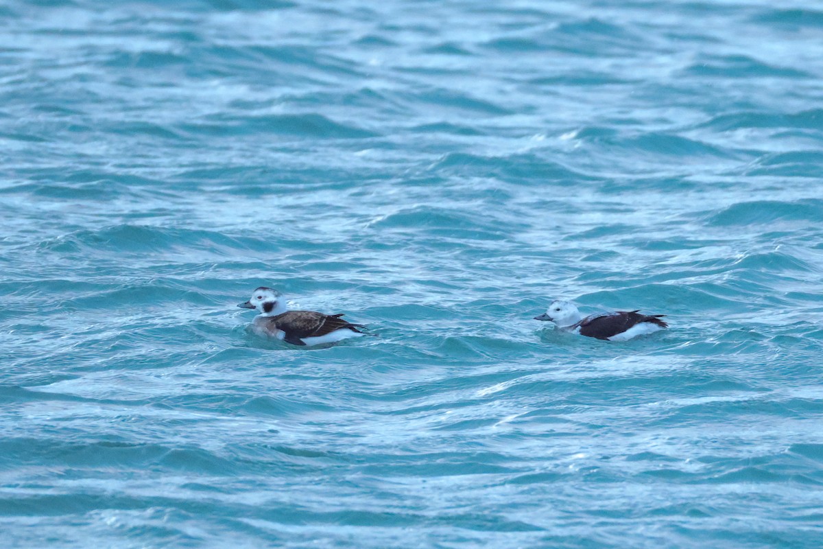 Long-tailed Duck - ML646101170