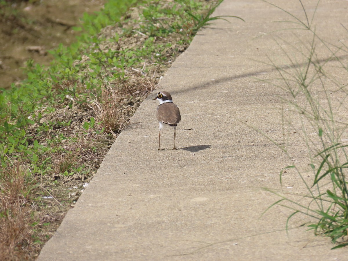 Little Ringed Plover - ML646101172