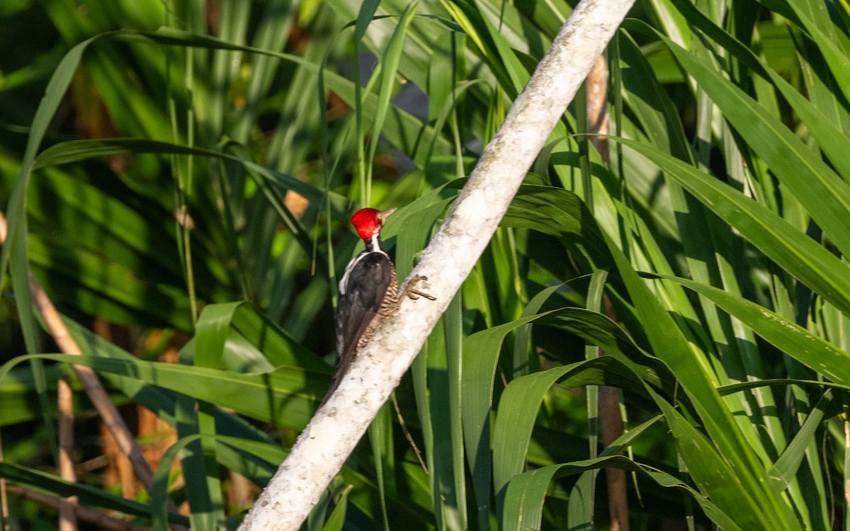 Crimson-crested Woodpecker - ML646101176