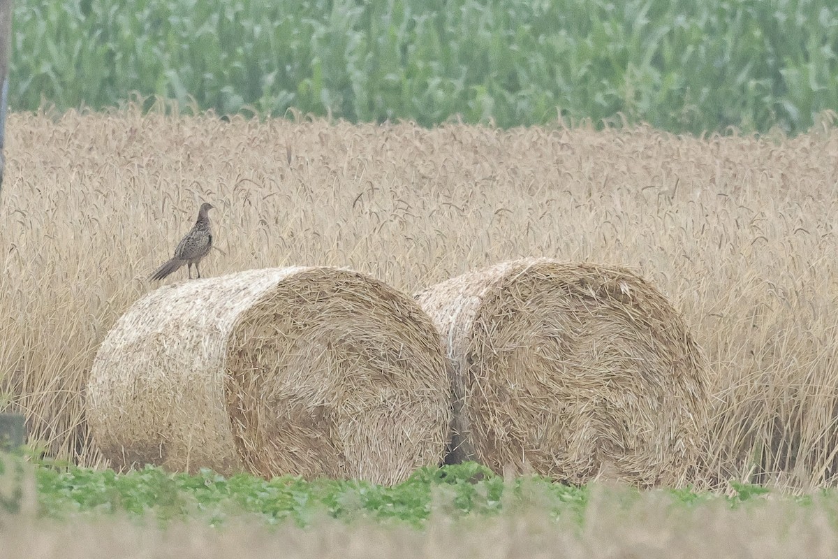 Ring-necked Pheasant - ML646101179