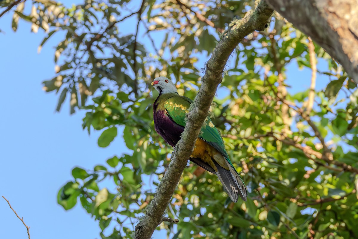 Mor Göğüslü Meyve Kumrusu - ML646101183