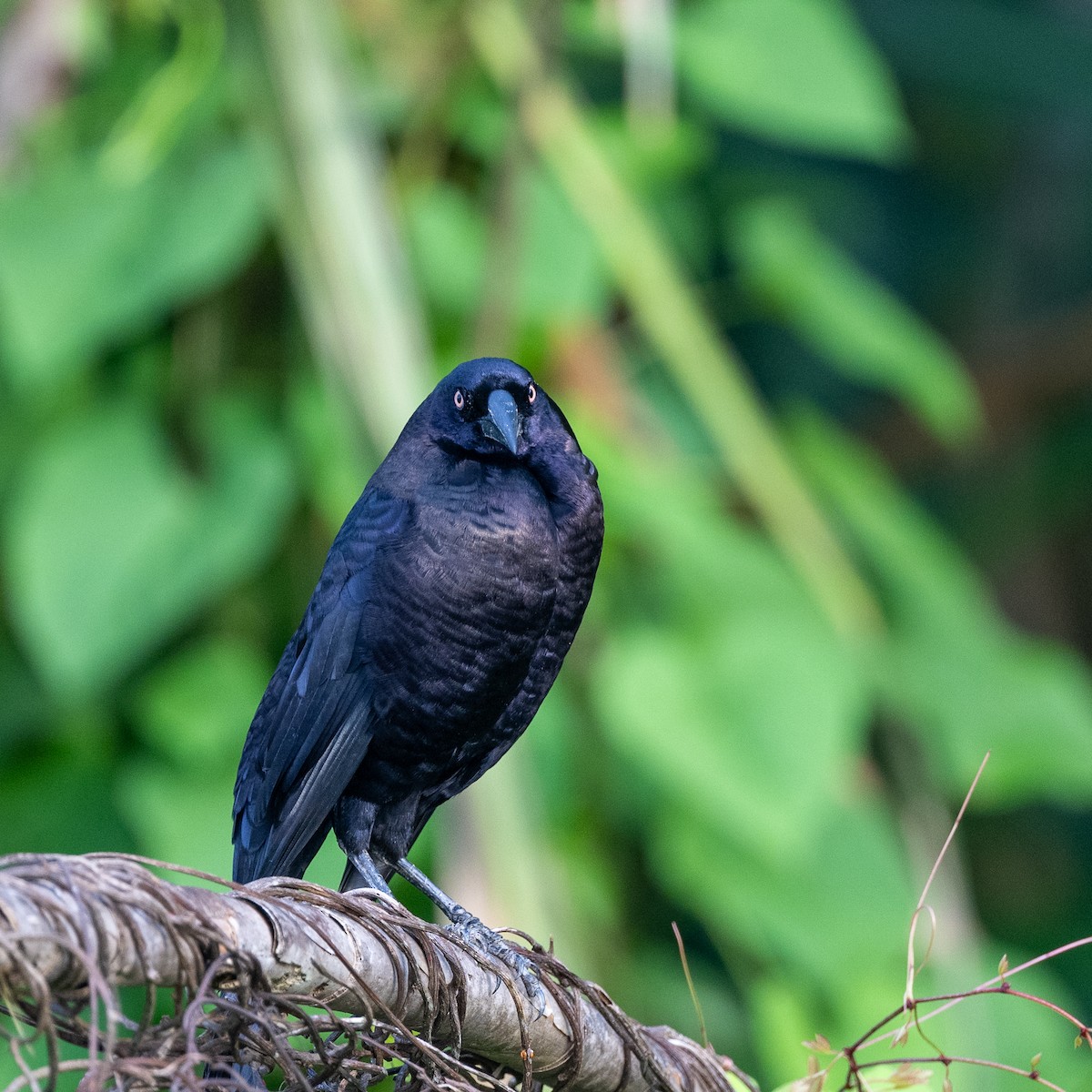 Giant Cowbird - ML646101186