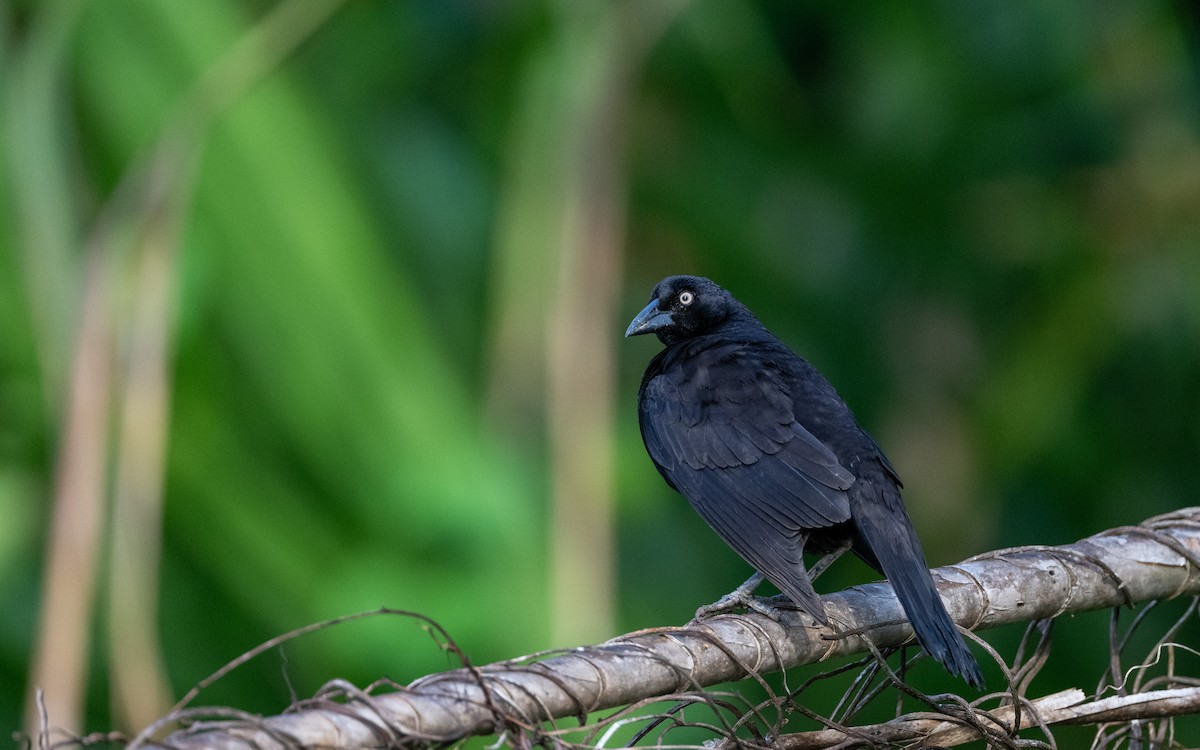 Giant Cowbird - ML646101187