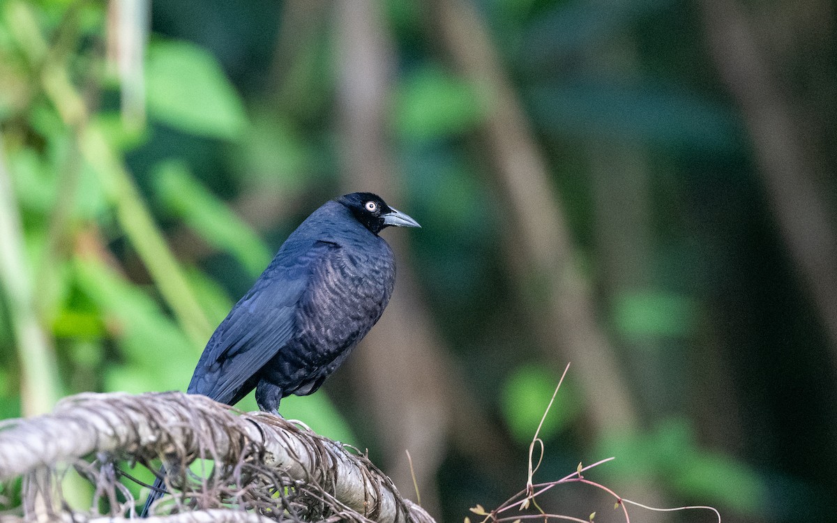 Giant Cowbird - ML646101188