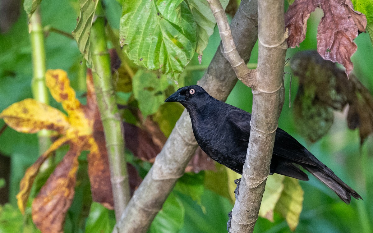 Giant Cowbird - ML646101189