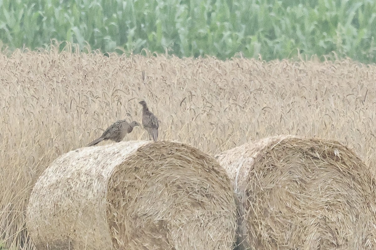 Ring-necked Pheasant - ML646101190