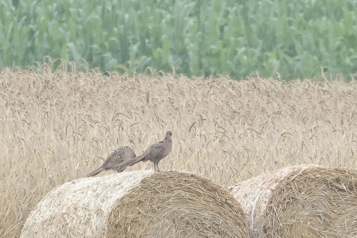 Ring-necked Pheasant - ML646101200