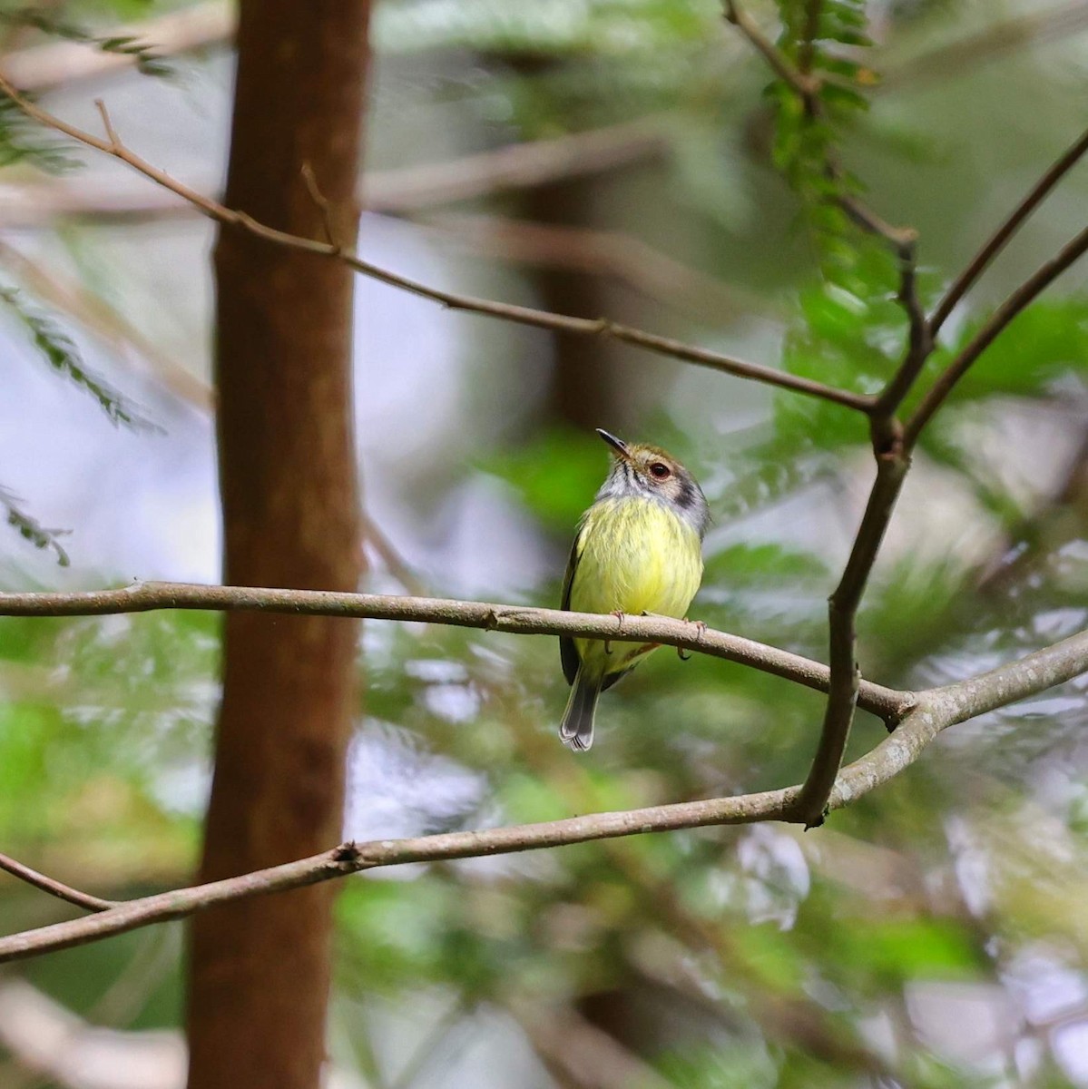 Microtyran oreillard - ML646101201