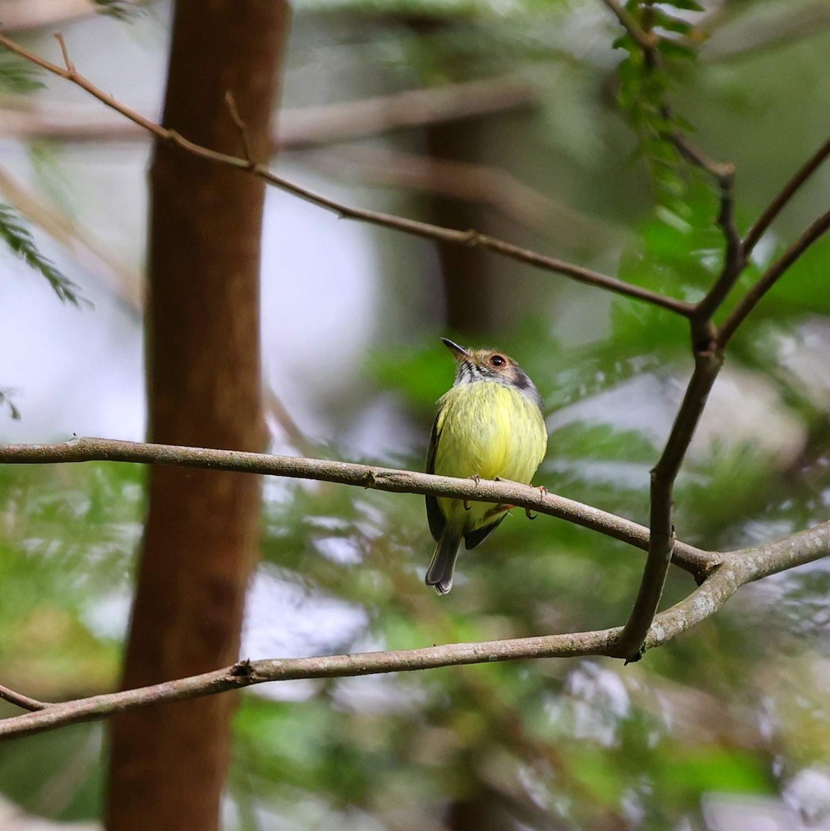 Microtyran oreillard - ML646101204