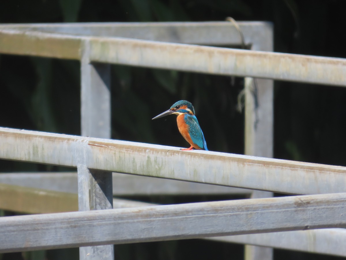 Common Kingfisher (Common) - ML646101207