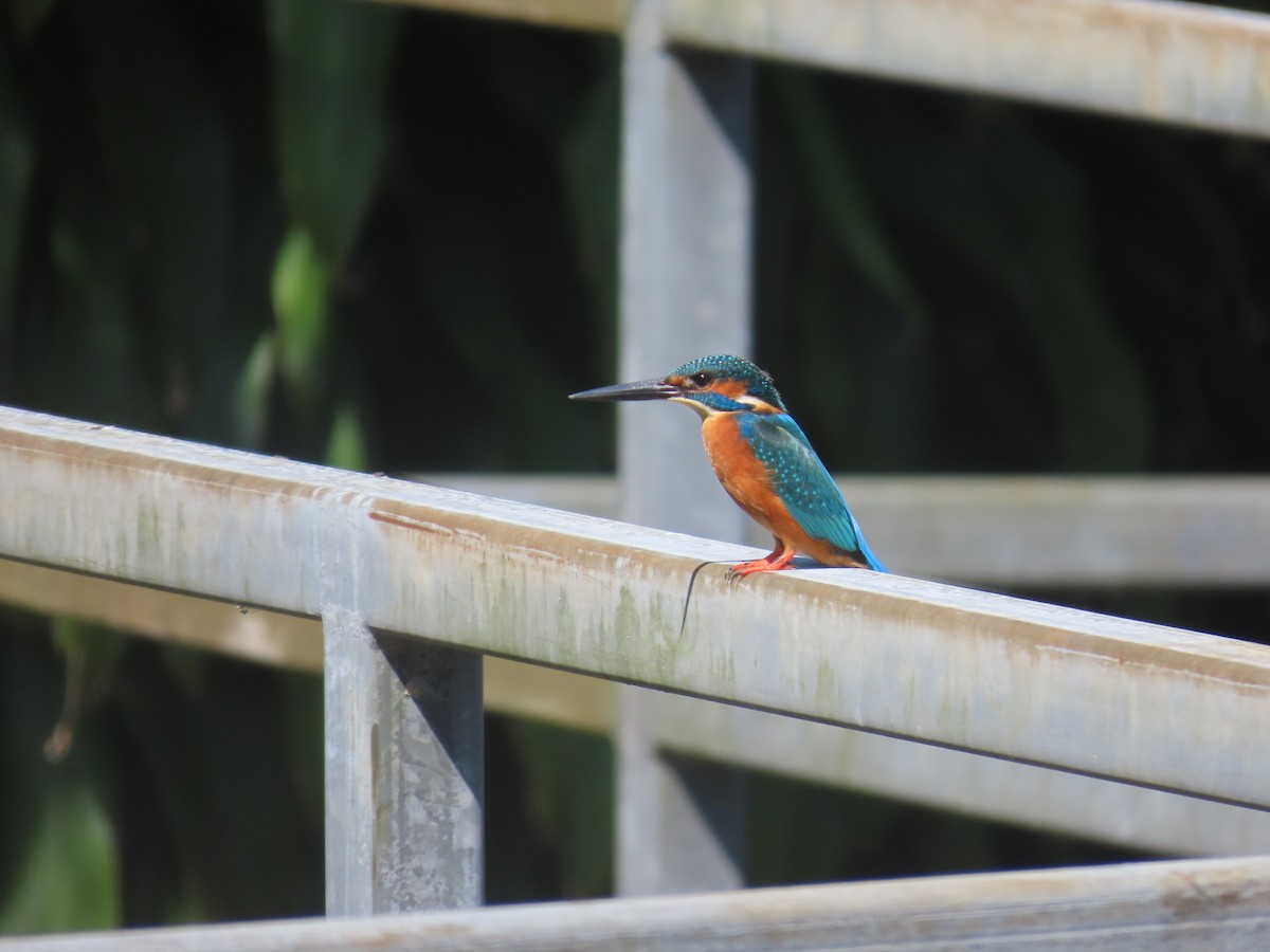 Common Kingfisher (Common) - ML646101208