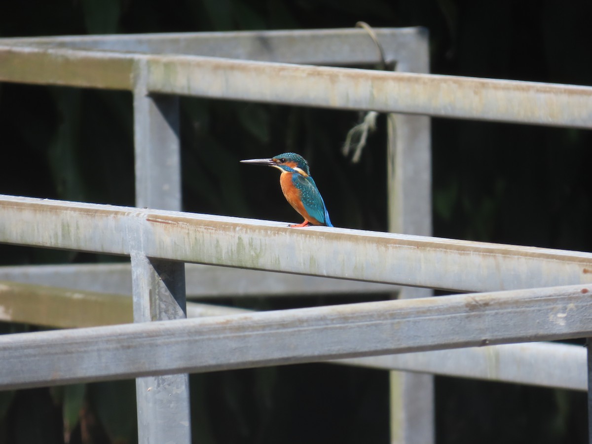 Common Kingfisher (Common) - ML646101209