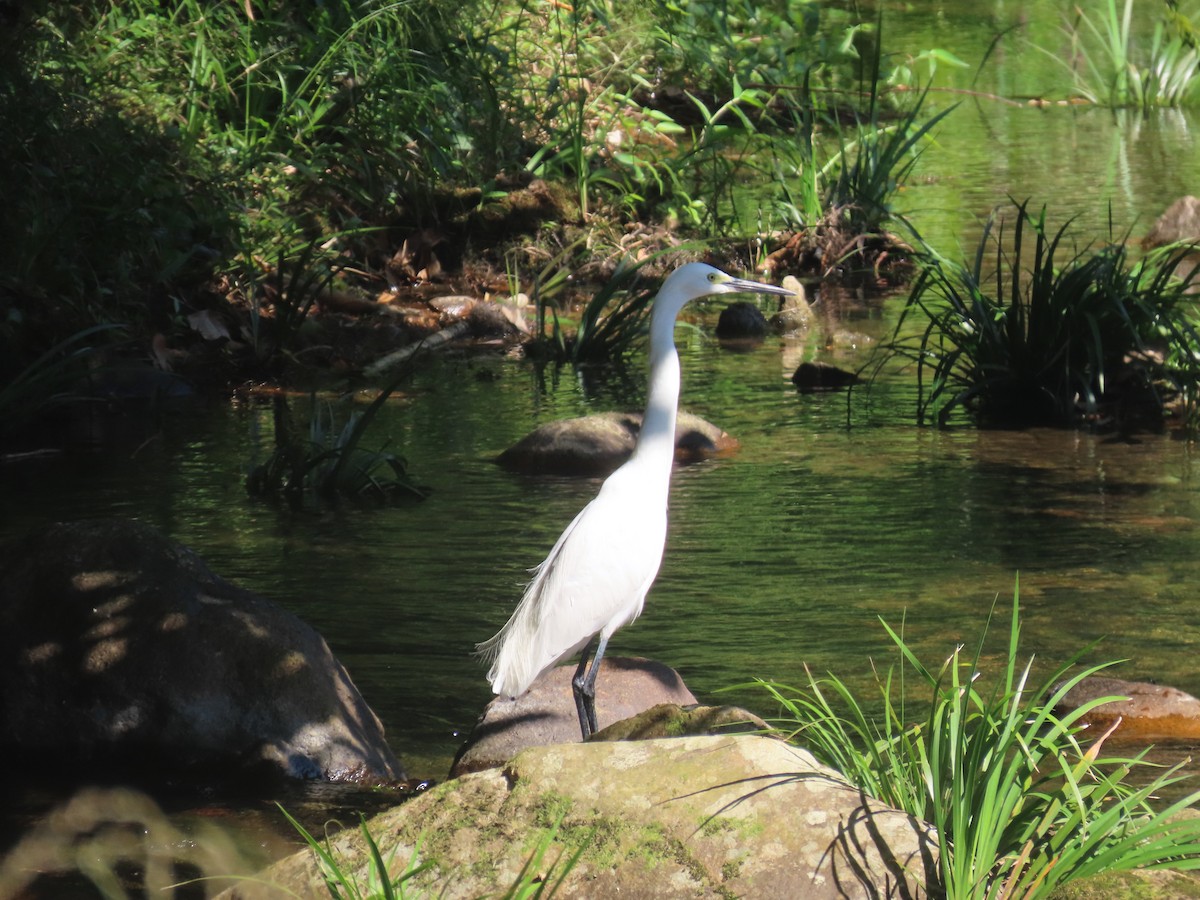 Little Egret (Western) - ML646101211