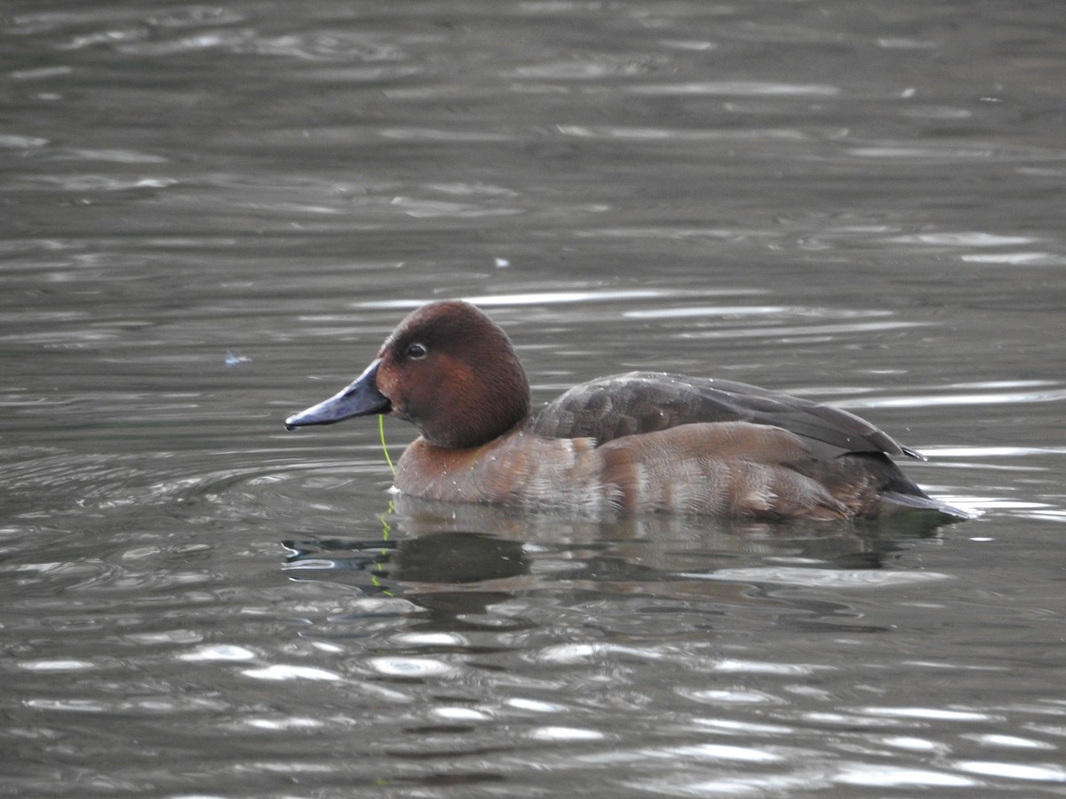 Aythya sp. - ML646101233