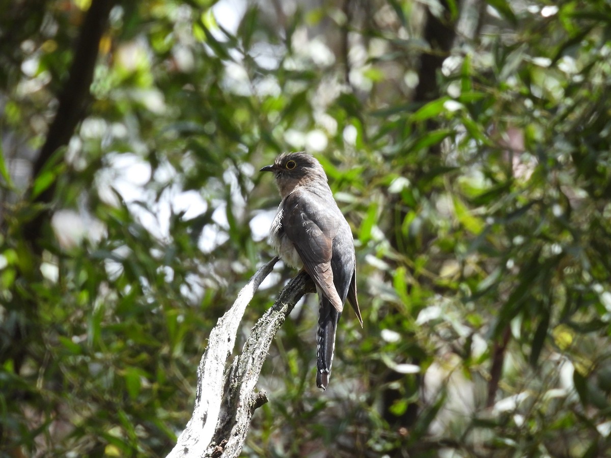 Fan-tailed Cuckoo - ML646101236