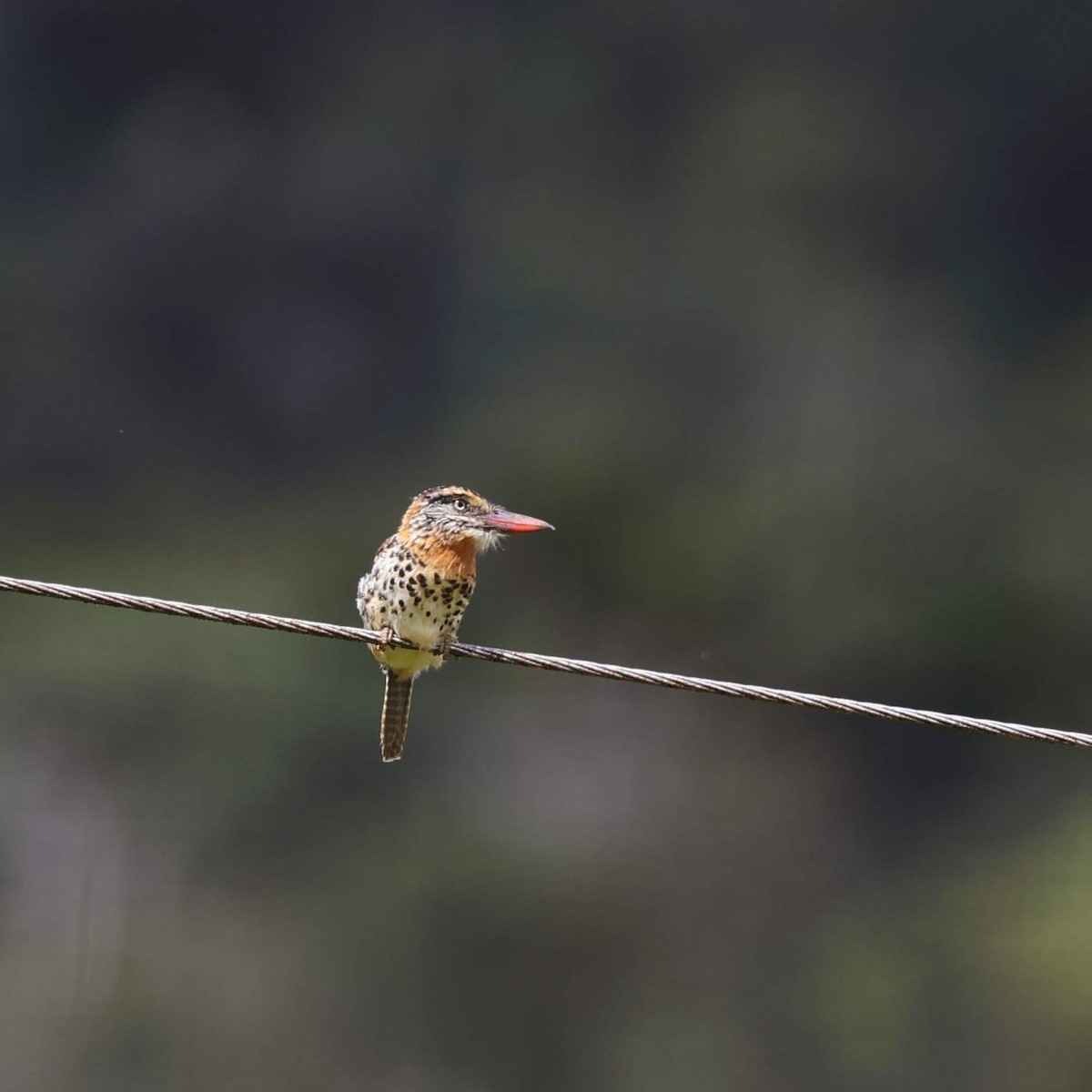lenivka tečkovaná - ML646101238