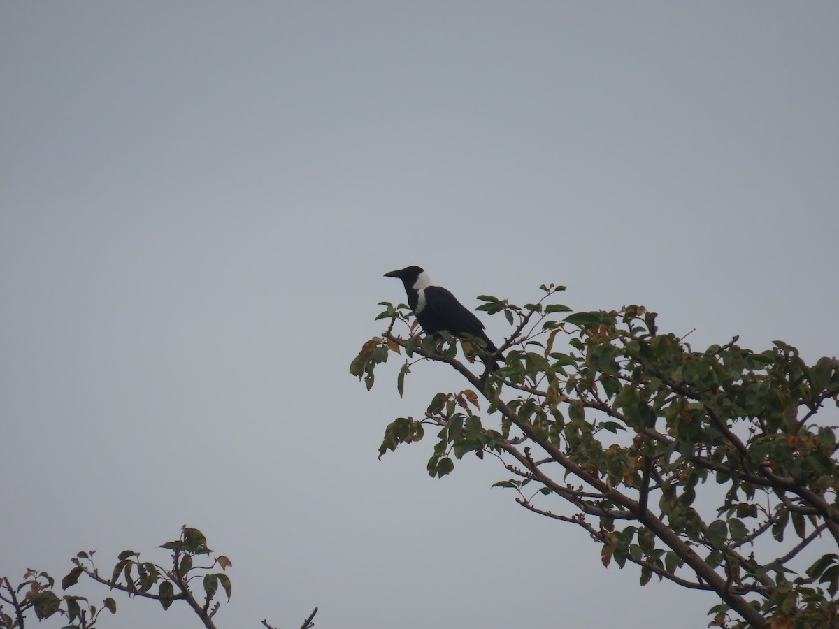 Collared Crow - ML646101239