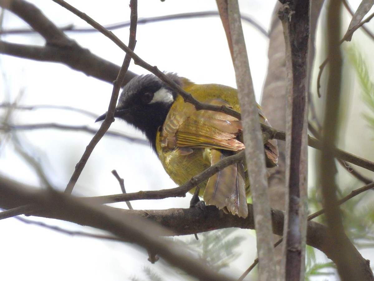 White-eared Honeyeater - ML646101244