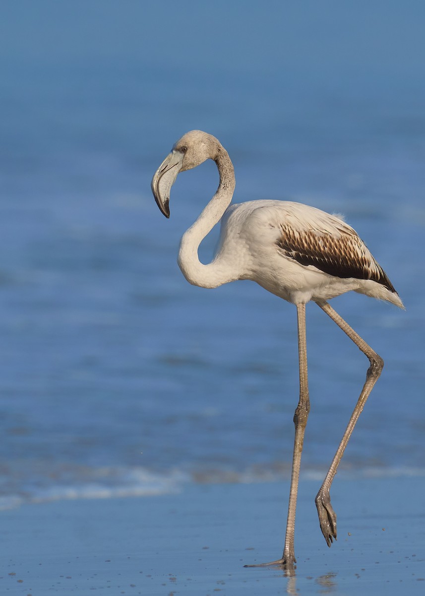 大紅鸛 - ML646101248