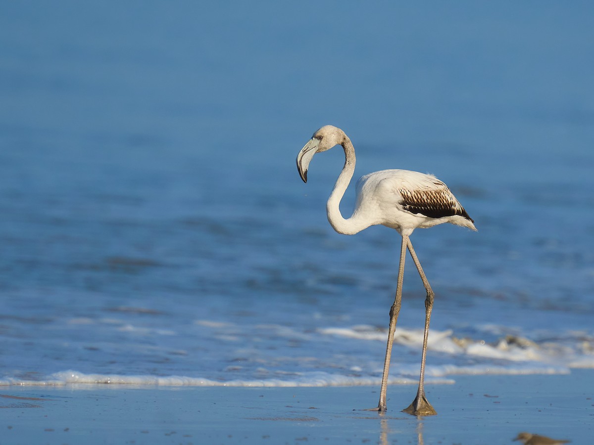 大紅鸛 - ML646101251