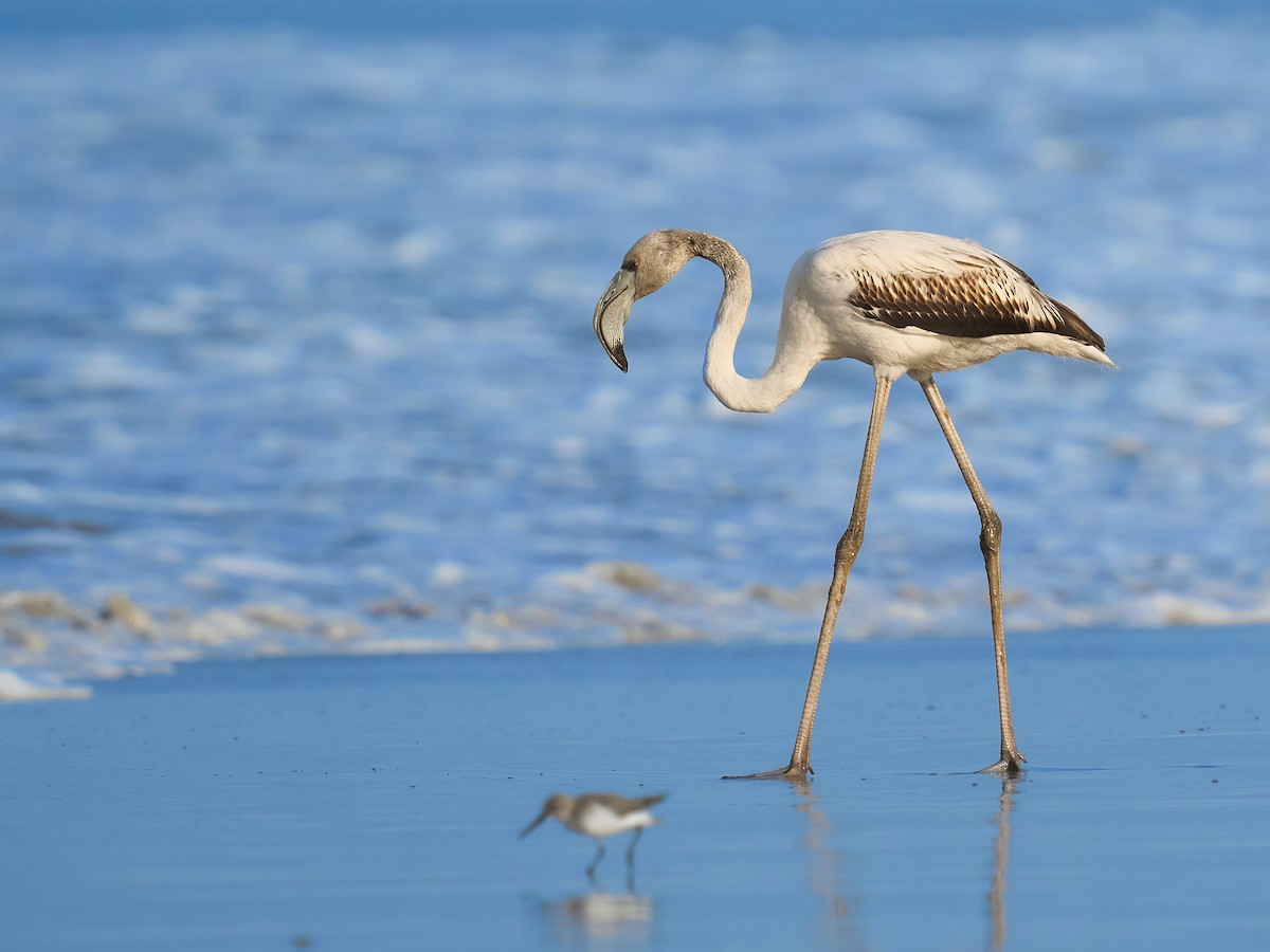 大紅鸛 - ML646101252