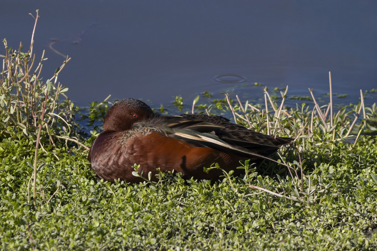 Alzavola cannella - ML646101259