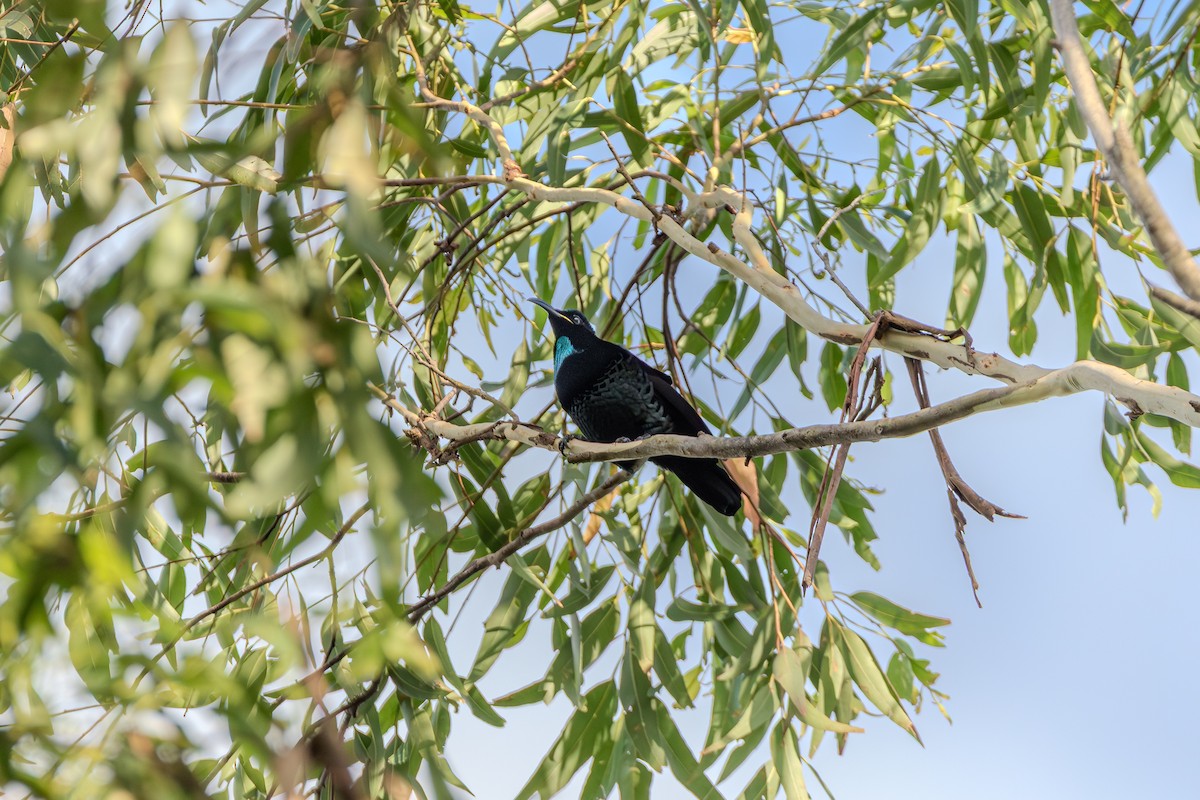 Оздобник квінслендський - ML646101272