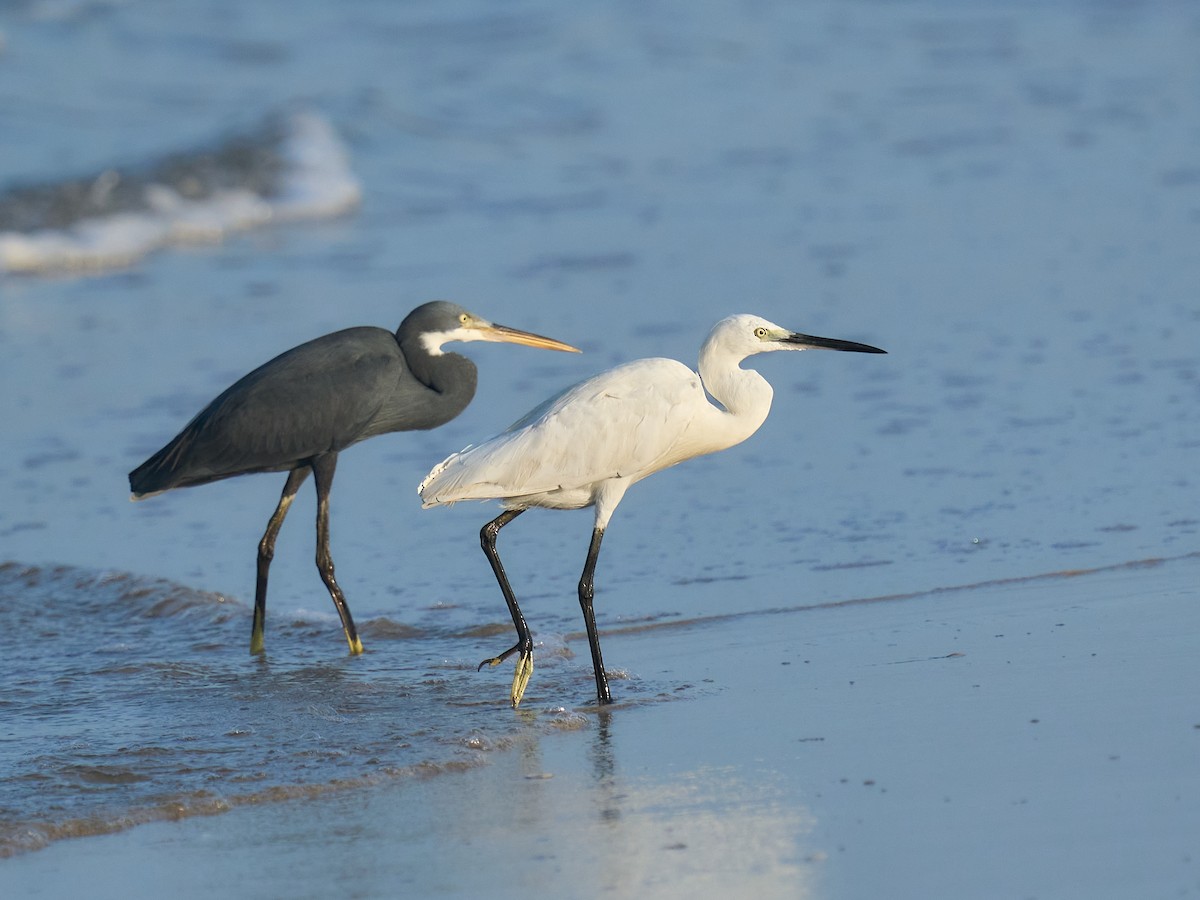 Western Reef-Heron - ML646101273