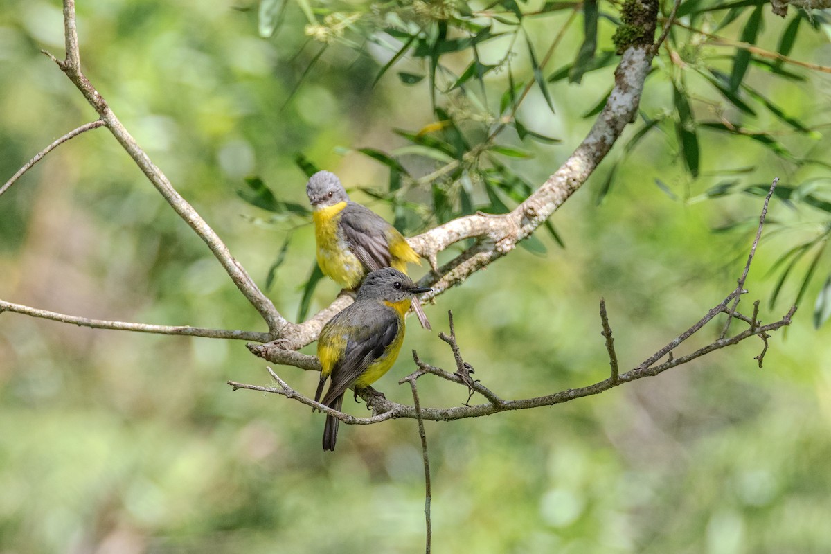 Королець жовтий - ML646101274