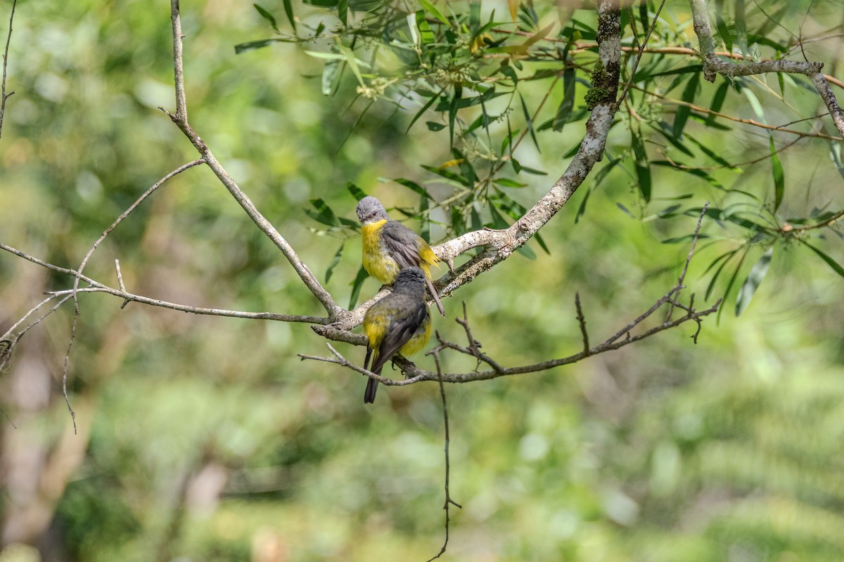 Королець жовтий - ML646101275