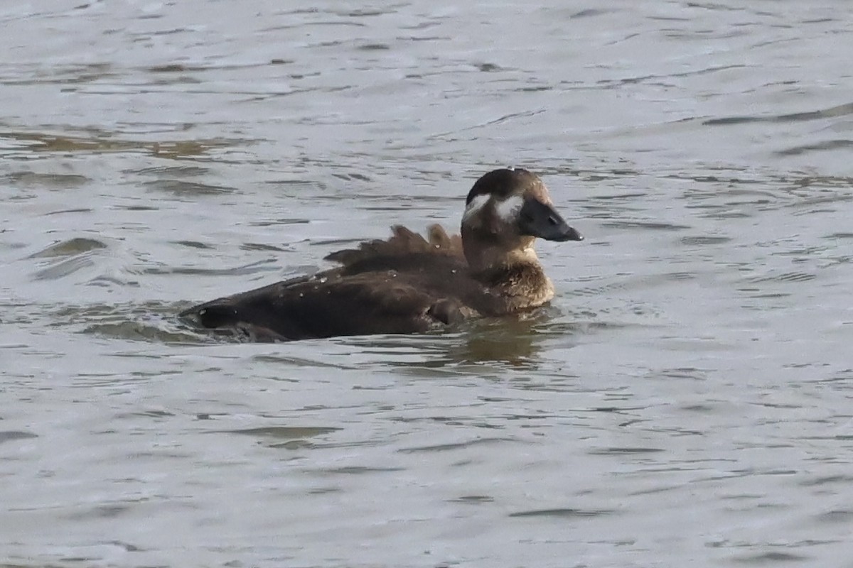 Турпан білолобий - ML646101276