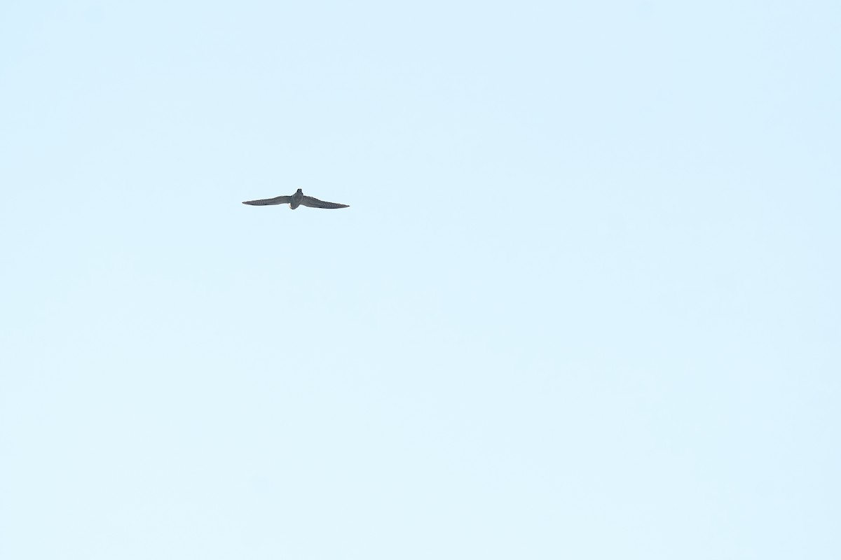 Кібчик амурський - ML646101277