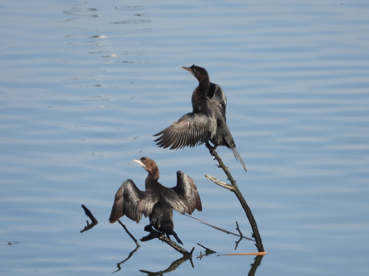 Баклан малий - ML646101278