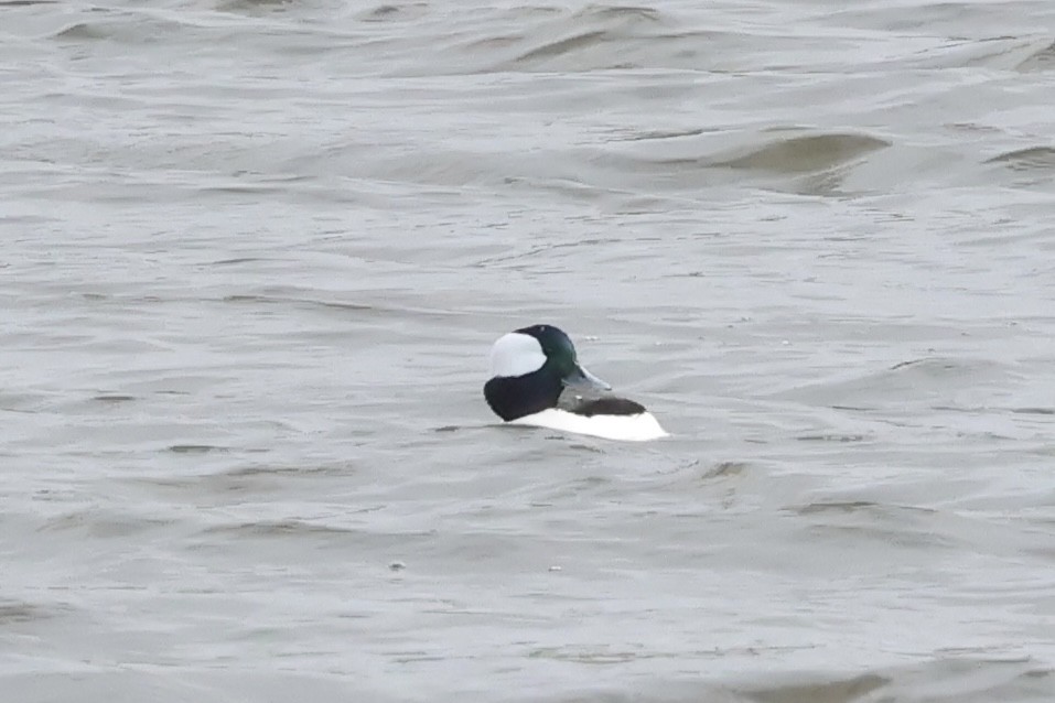 Гоголь малий - ML646101279