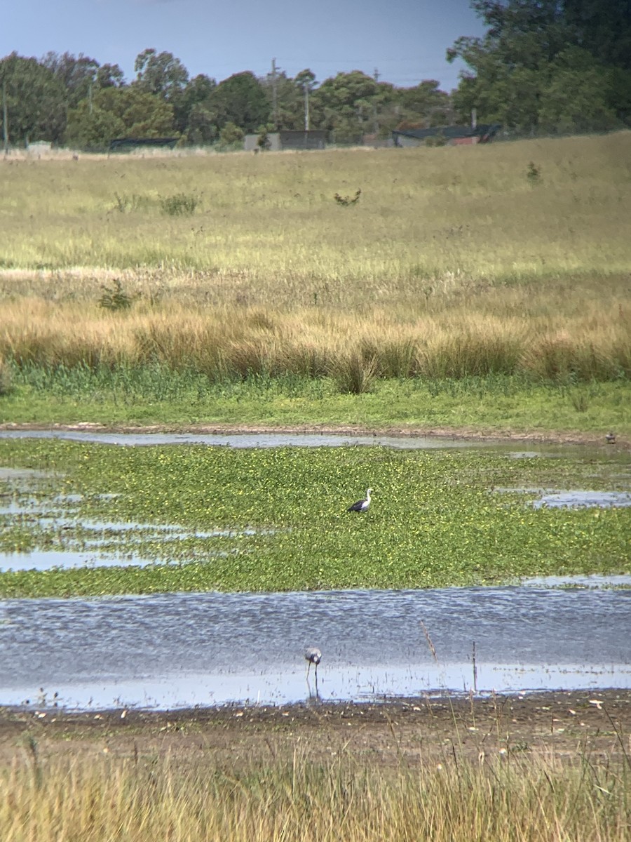 Чапля білошия - ML646101280