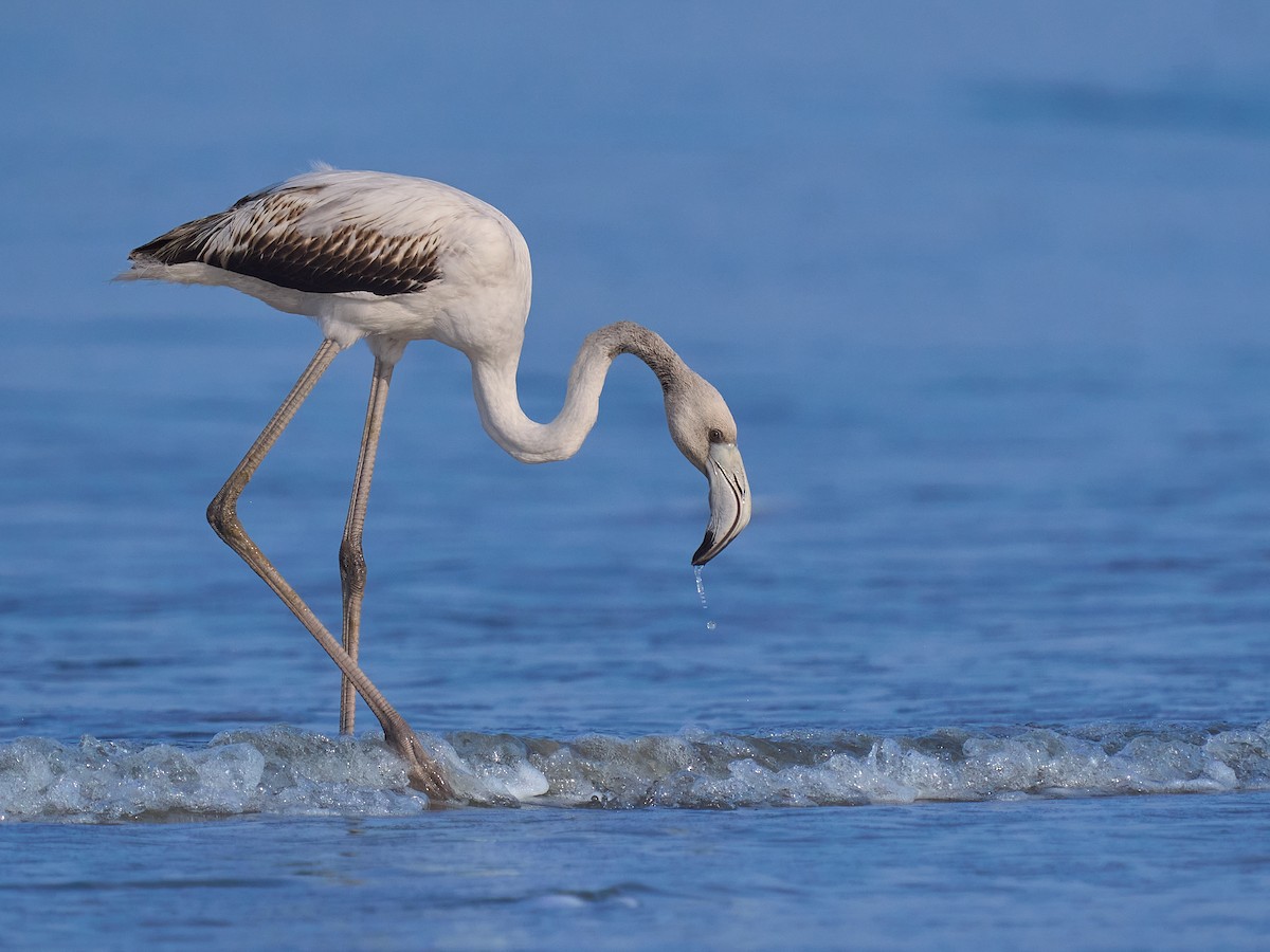 大紅鸛 - ML646101285