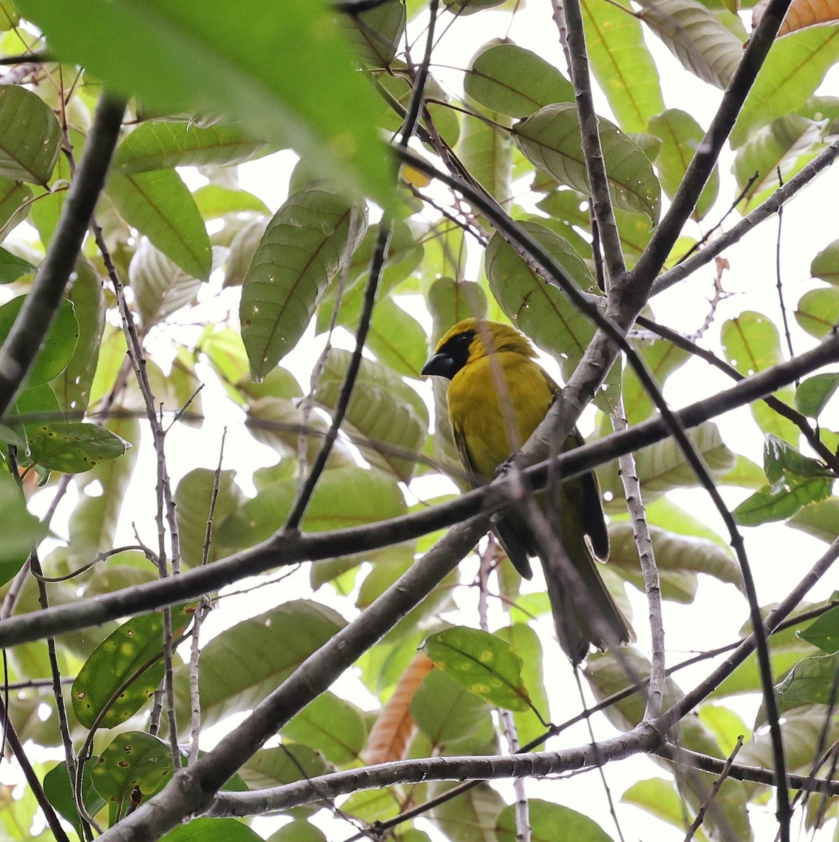 Кардинал жовточеревий - ML646101286