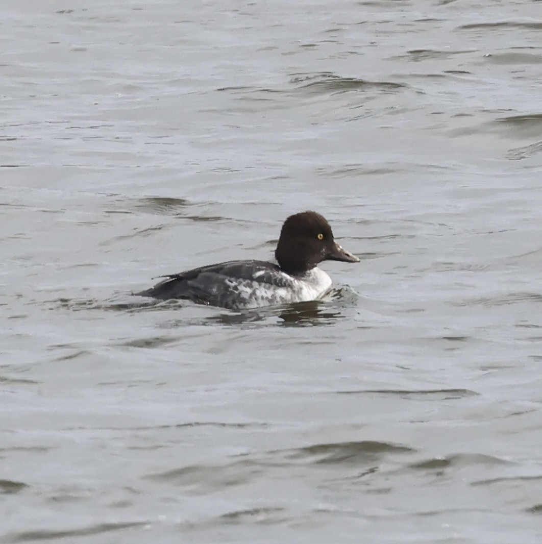 Гоголь зеленоголовий - ML646101287