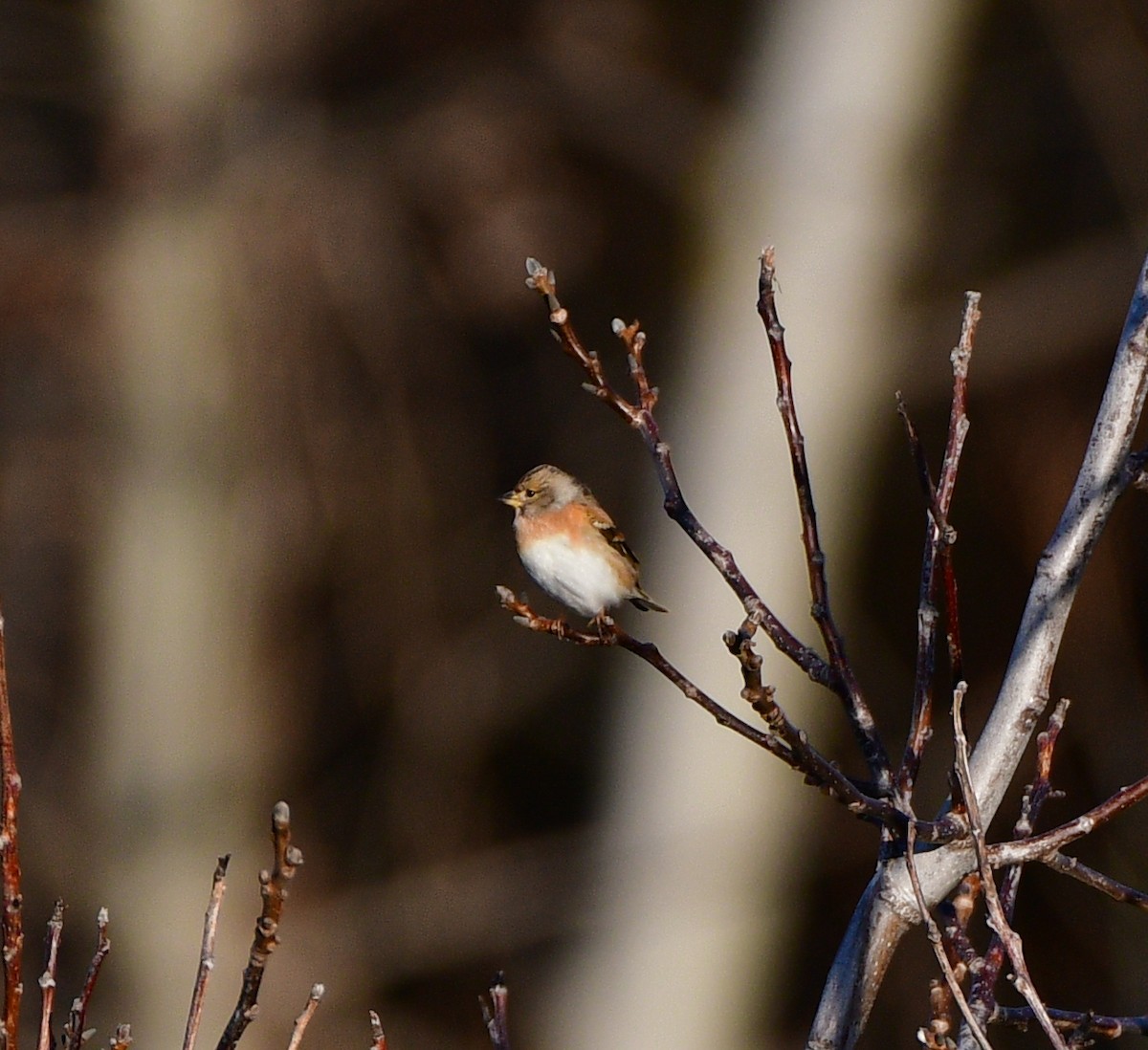 В'юрок - ML646101289