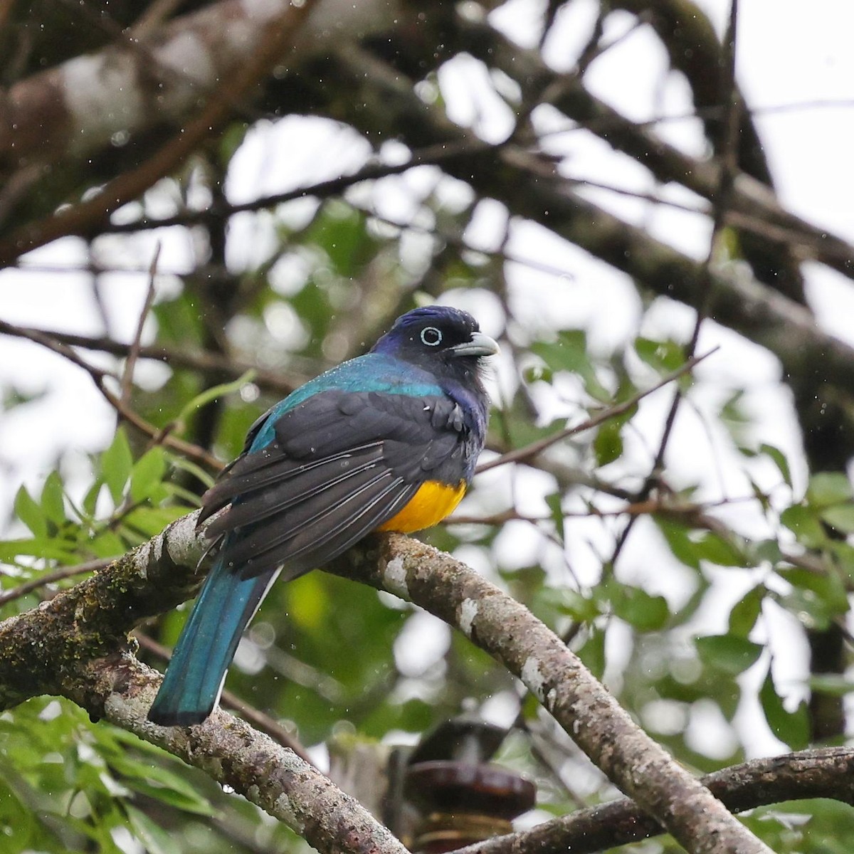 Трогон синьоволий - ML646101290