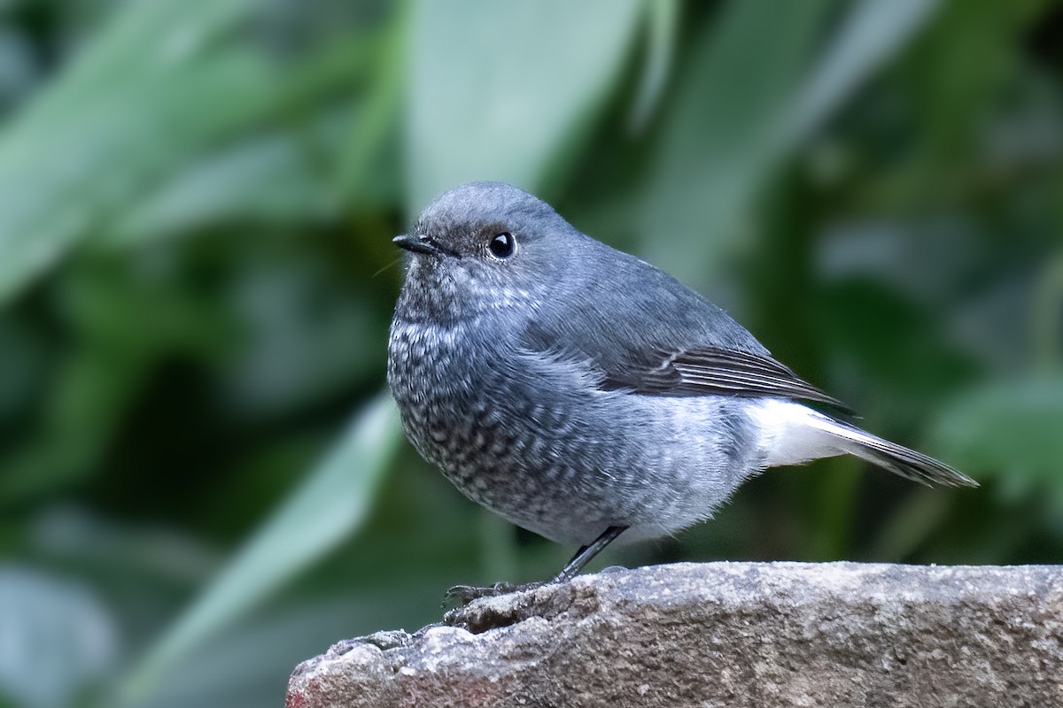 Plumbeous Redstart - ML646101295