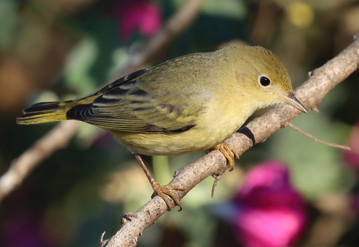 Пісняр-лісовик жовтий північний - ML646101296