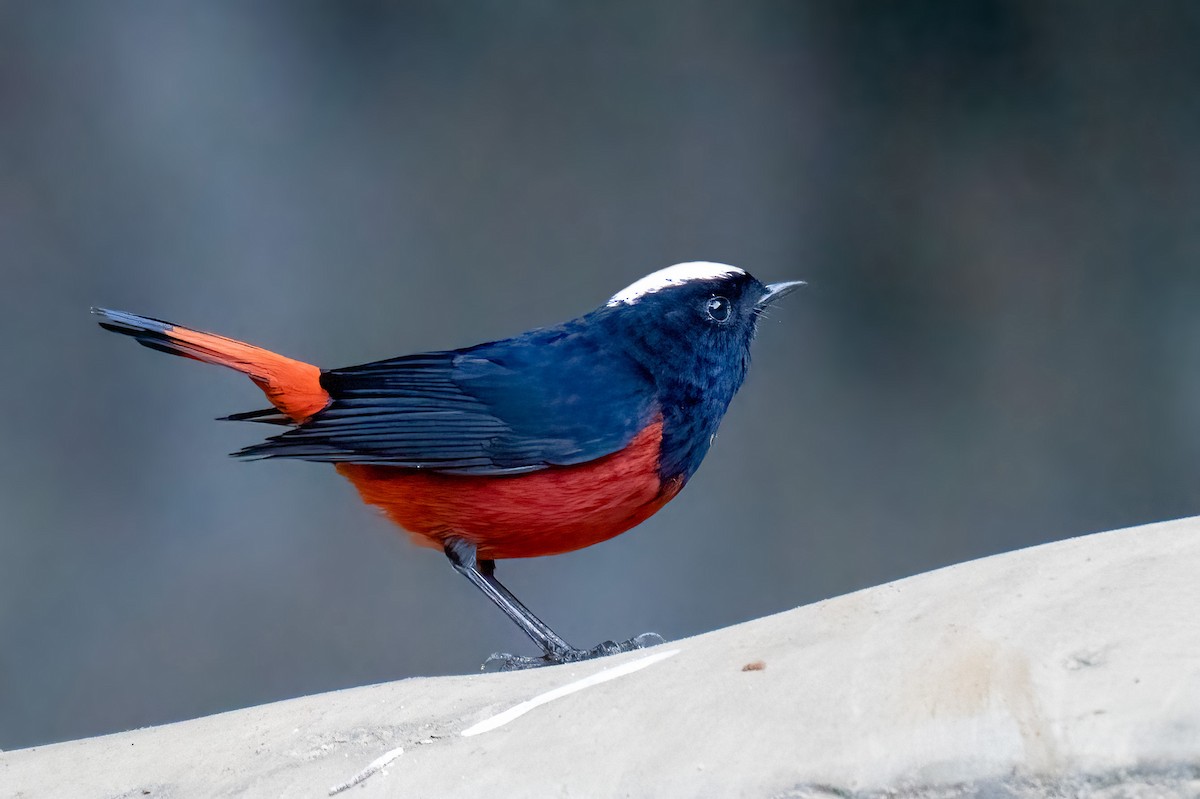 Горихвістка водяна - ML646101297