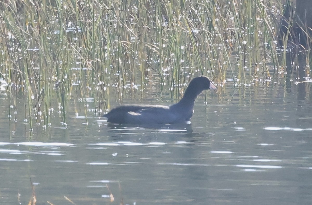 Лиска американська - ML646101300