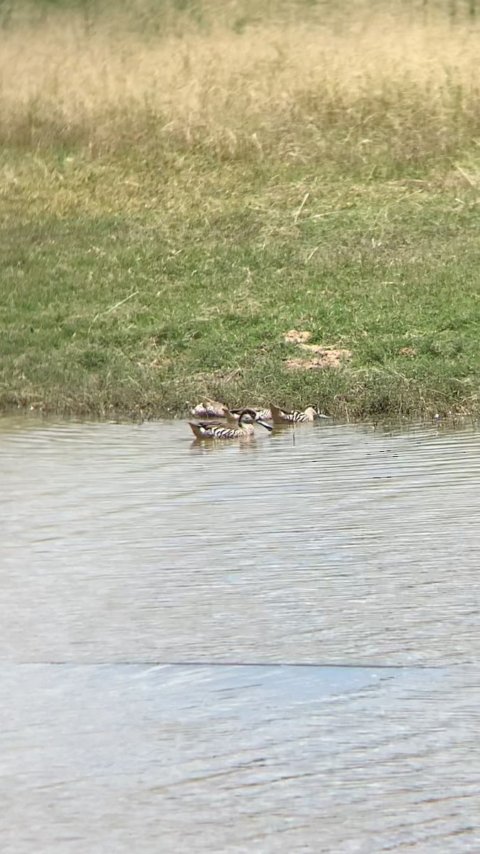 Качка-лопатоніс - ML646101304