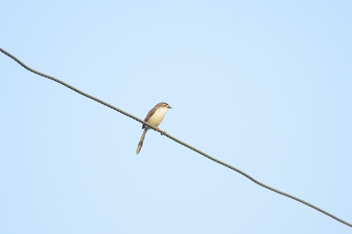 Рудокрильниця золотиста - ML646101305