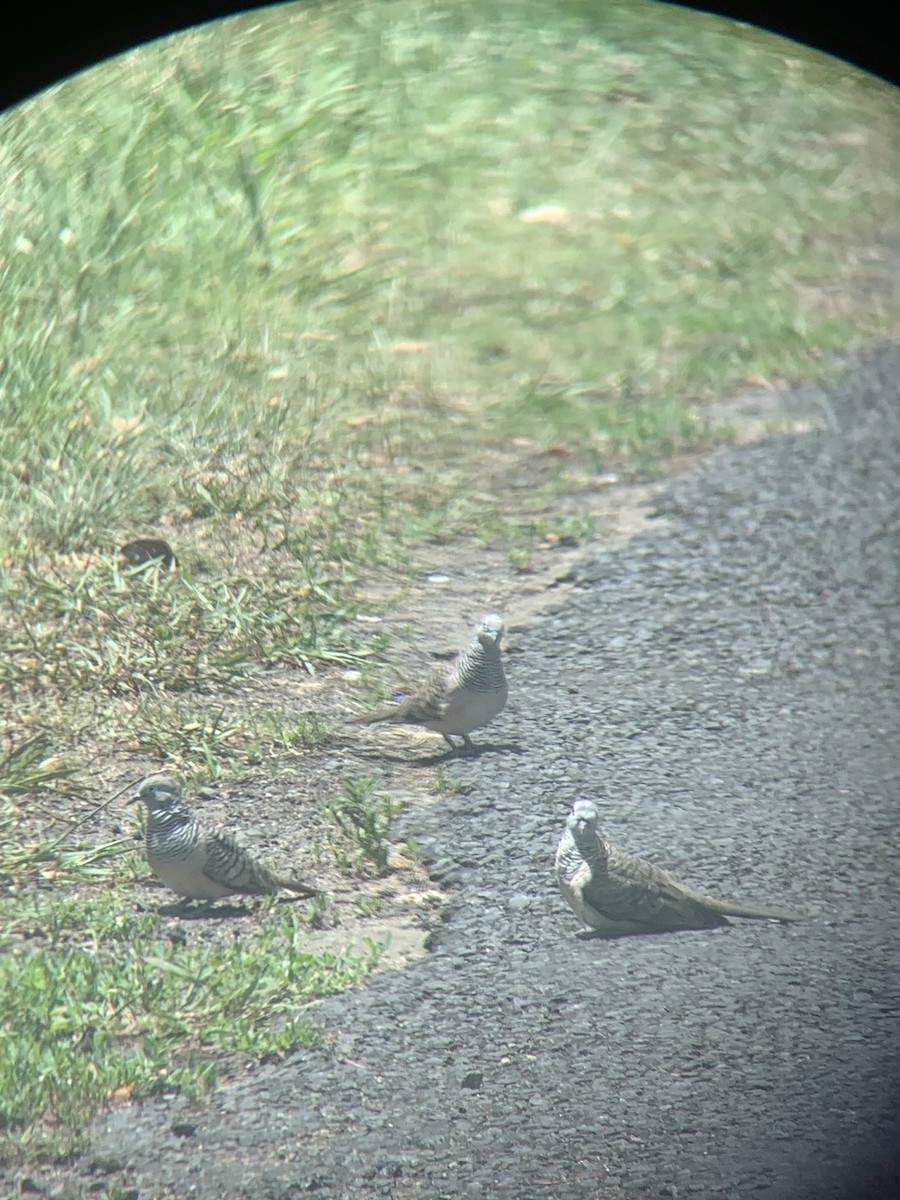 Горлиця австралійська - ML646101307