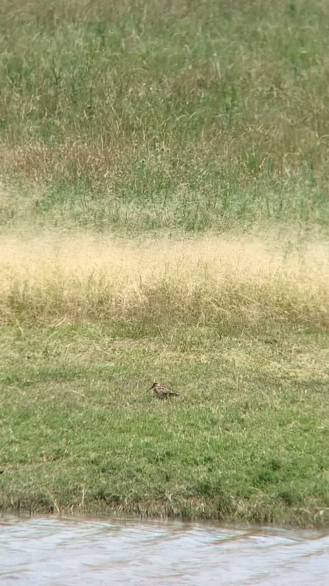 Баранець японський - ML646101308