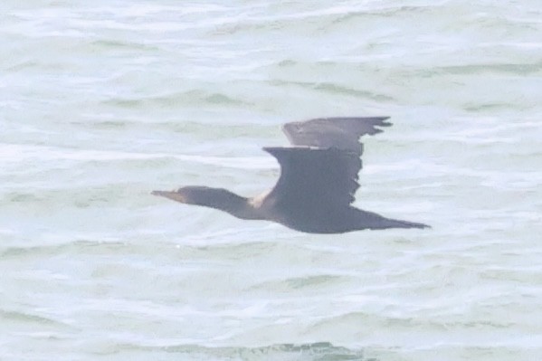 Баклан синьогорлий - ML646101309