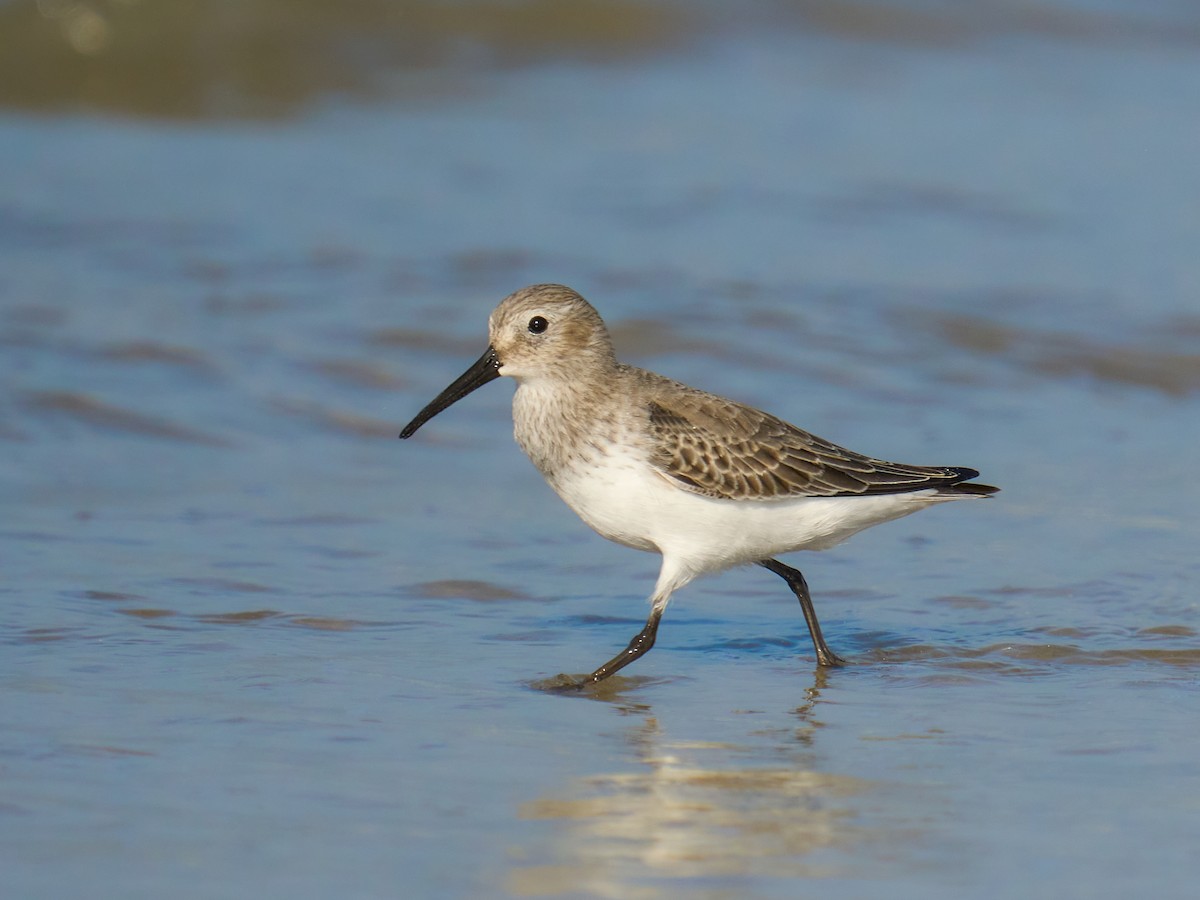 Побережник чорногрудий - ML646101310